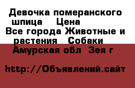 Девочка померанского шпица. › Цена ­ 40 000 - Все города Животные и растения » Собаки   . Амурская обл.,Зея г.